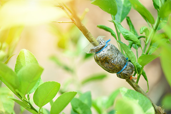 生物降解嫁接膜